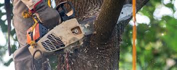 How Our Tree Care Process Works  in  Floresville, TX