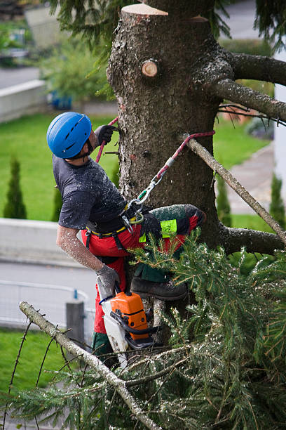 Tree and Shrub Care in Floresville, TX